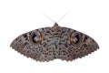 Brown moth with eyes on wings or night butterfly isolated on white background Royalty Free Stock Photo