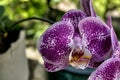 Brown moth flower, photographed in a small garden. Royalty Free Stock Photo