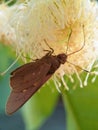 Brown moth hunting nectar on yellow water apple flower Royalty Free Stock Photo
