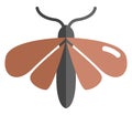 Brown moth, icon icon