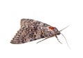 Brown moth isolated on white background Royalty Free Stock Photo