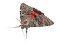 Brown moth isolated on white background Royalty Free Stock Photo