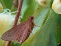 The brown moth lands and crawls on the water apple