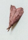 A brown moth is laying on a wall Royalty Free Stock Photo