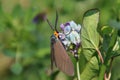 A brown moth with an orange head Royalty Free Stock Photo