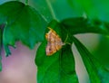 Brown moth with partially damaged wing from Omaha Nebraska