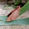 Brown Moth Resting Quietly on Long Green Leaf Royalty Free Stock Photo