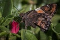 Brown moth perched on a vibrant flower with its wings shut, illuminated by natural sunlight