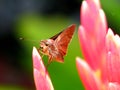 Brown moth on pink flower Royalty Free Stock Photo