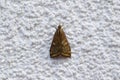 Brown moth insect resting on white textured wall Royalty Free Stock Photo
