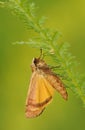 Brown moth sits on in the grass in a forest glade