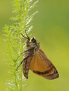 Brown moth sits on in the grass in a forest glade