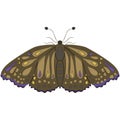 Brown moth. vector illustration. Drawing by hand.