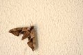 Brown moth on the wall Royalty Free Stock Photo