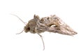 Brown moth on a white background Royalty Free Stock Photo
