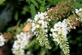 Brown Moth on a white flower stem Royalty Free Stock Photo