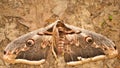 Brown moth wings