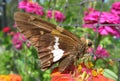 Brown Moth in a Zinnia Garden