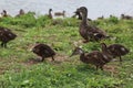 Brown mother duck and ducklings walking in the grass Royalty Free Stock Photo