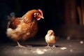 Mother hen teaches the chick