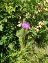 Brown Moths on a Wild Flower