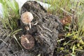 Brown Mottled Mushroom in Horse Dung