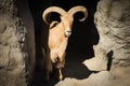 Brown mouflon in cave Royalty Free Stock Photo
