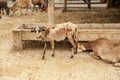 Brown mountain baby goat Royalty Free Stock Photo