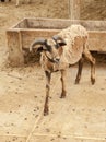 Brown mountain baby goat Royalty Free Stock Photo