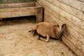 Brown mountain baby goat Royalty Free Stock Photo