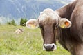 Brown Mountain Cows