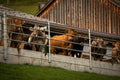 Brown mountain cows in the Bernese Alps in summer