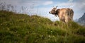 Brown mountain cows grazing on an alpine pasture