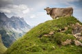 Brown mountain cows grazing on an alpine pasture