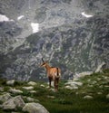 Brown mountain deer in the mountains at daytime