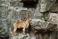 Brown mountain goat