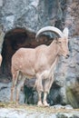 Brown mountain goat