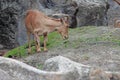 Brown mountain goat eating food Royalty Free Stock Photo