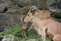 Brown mountain goat eating grass Royalty Free Stock Photo