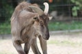 brown mountain goat with long, wide curved horns