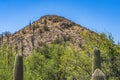 Brown Mountain Sajuaro Cactus Desert Botanical Garden Phoenix Arizona Royalty Free Stock Photo