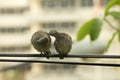 Brown Mourning Doves, lover birds cleaning feather on the electric wire