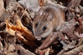 A brown mouse (Apodemus agrarius) among the withered leaves.