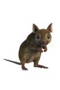 Brown mouse 3D illustration isolated on white background