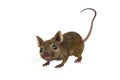 Brown mouse 3D illustration isolated on white background