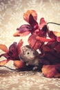 Brown mouse fall colors Royalty Free Stock Photo