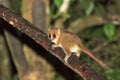 The brown mouse lemur