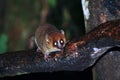 Brown Mouse Lemur (Microcebus rufus) in a rain forest Royalty Free Stock Photo