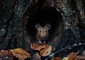 A brown mouse peeks out of a hole in a tree. Royalty Free Stock Photo