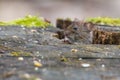 Brown mouse is perched on lush green grass, emerging from a small hole beneath a tall tree Royalty Free Stock Photo